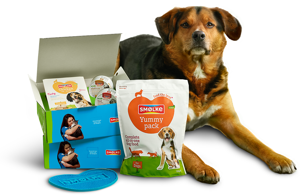 smolboxen-hond