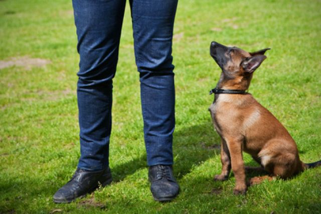 Mechelse Herder zit in het gras naast baasje