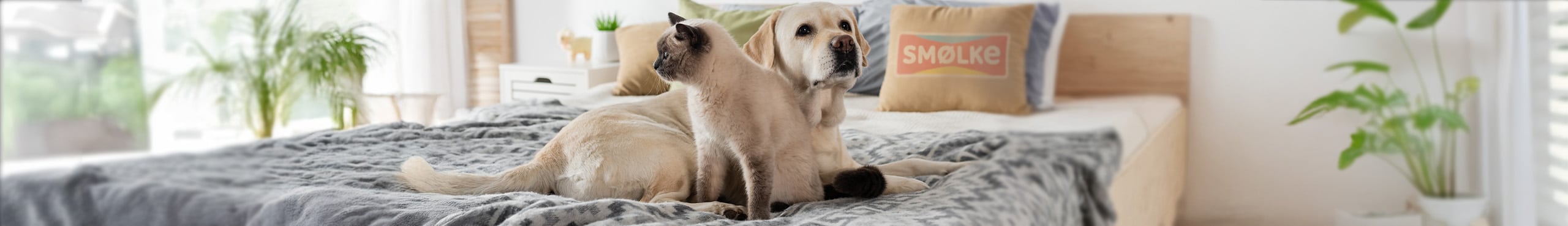 Smolke header foto blogs